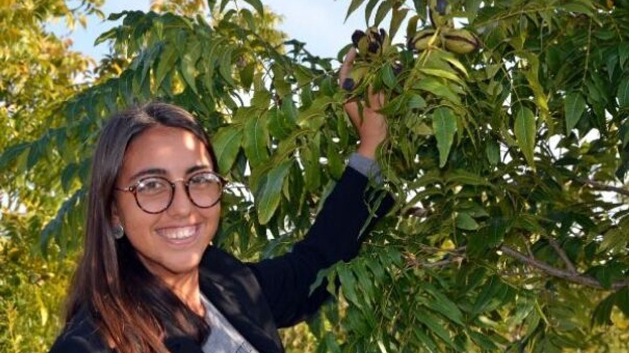 Pikanlar meyve vermeye başladı