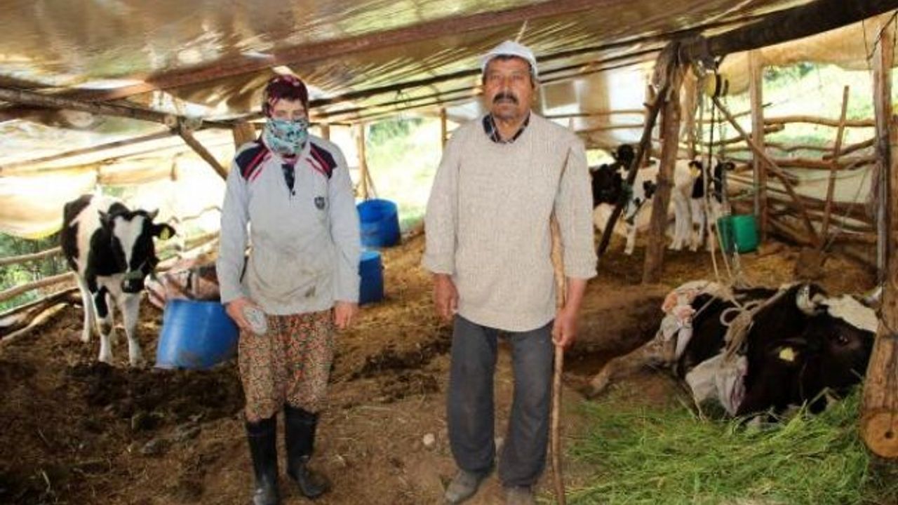 İnekleri doğum yaptıktan sonra ölüyor