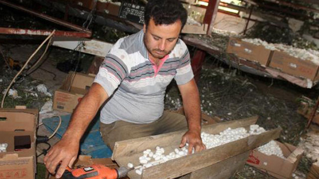 10 yıldır ipek böceği yetiştiriyor