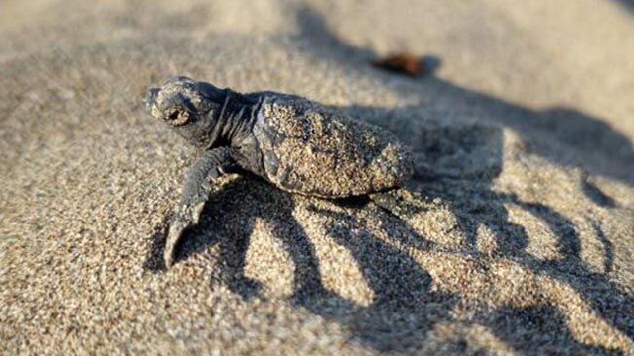 Sadece 2 tanesi hayatta kalabiliyor