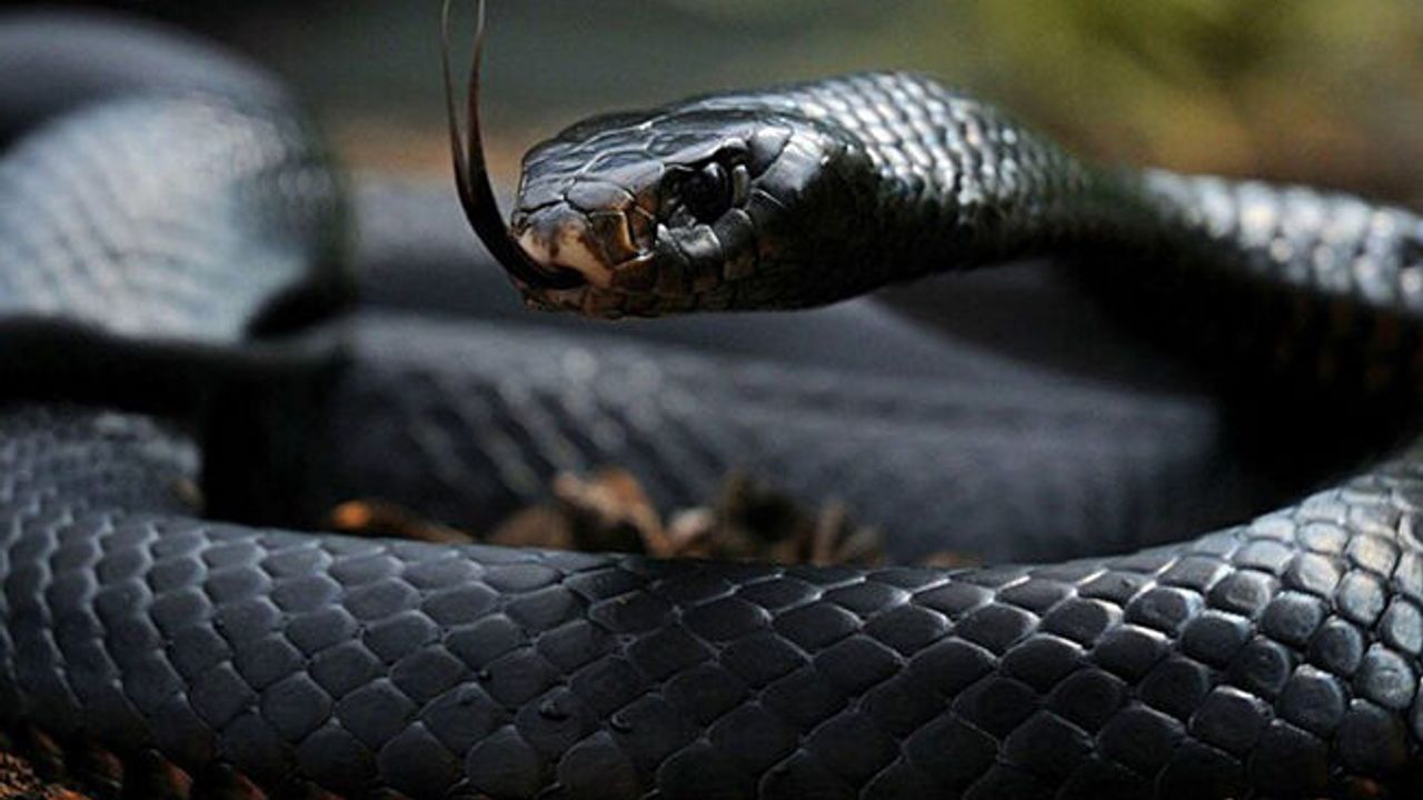 YILANLAR EVİNE YUVA YAPTI KORKUDAN DIŞARIDA YAŞIYORLAR