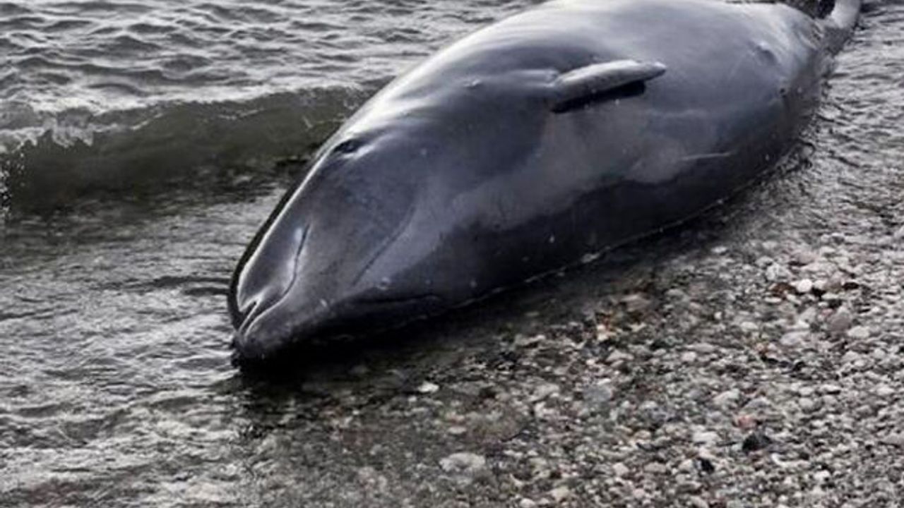 Askeri tatbikat nedeniyle balinalar yönünü şaşırdı
