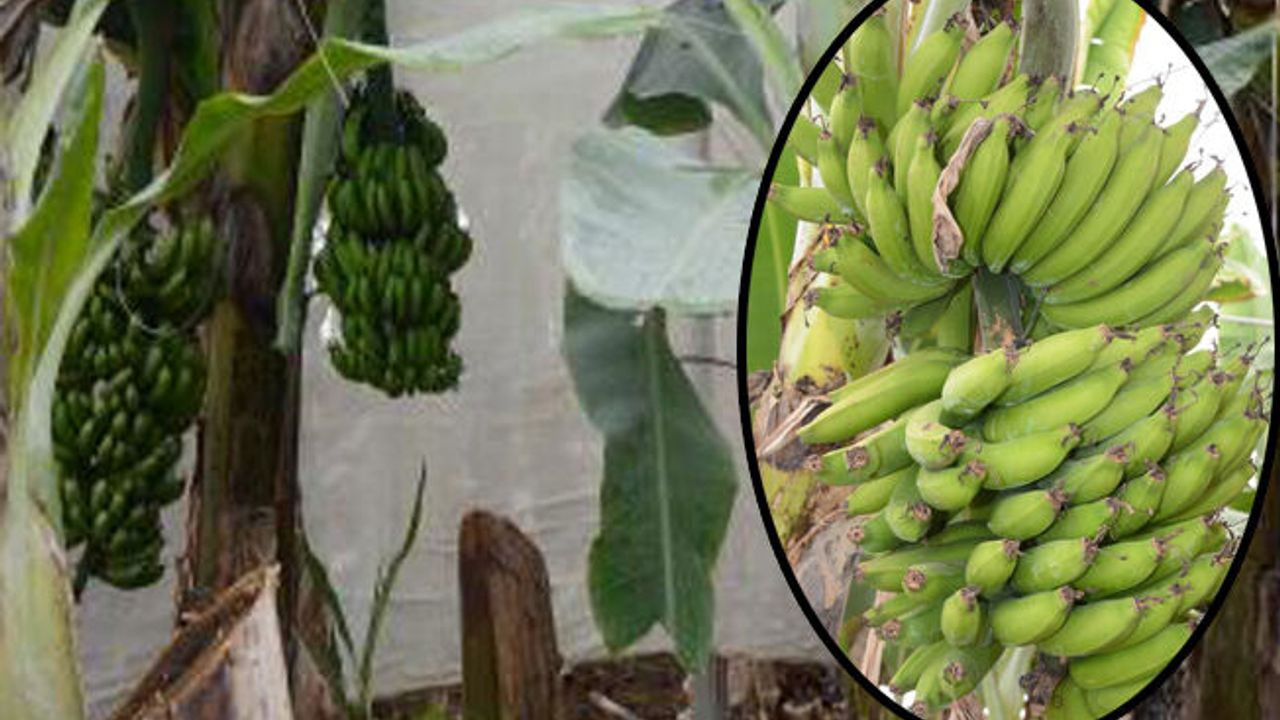 Örtü altı muz üretim alanları arttı!