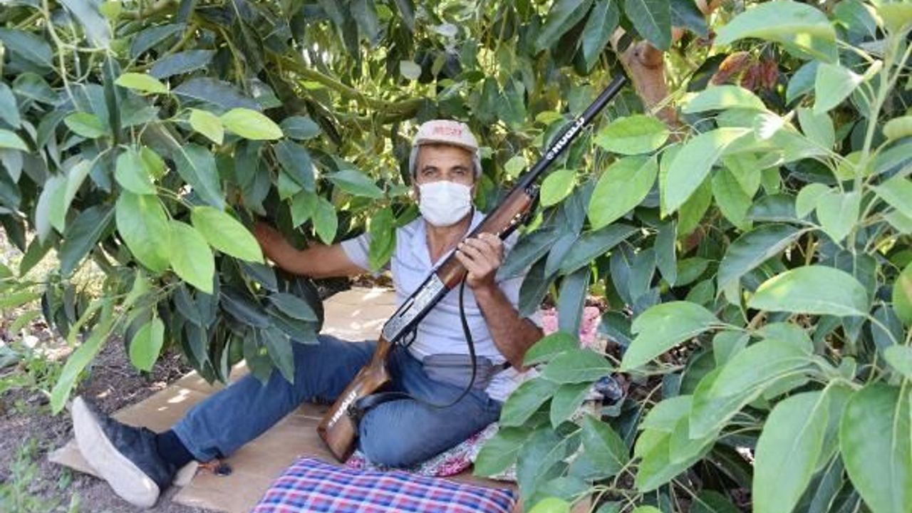  Tanesi 10 liradan satılan avokado, hırsızların hedefi oldu