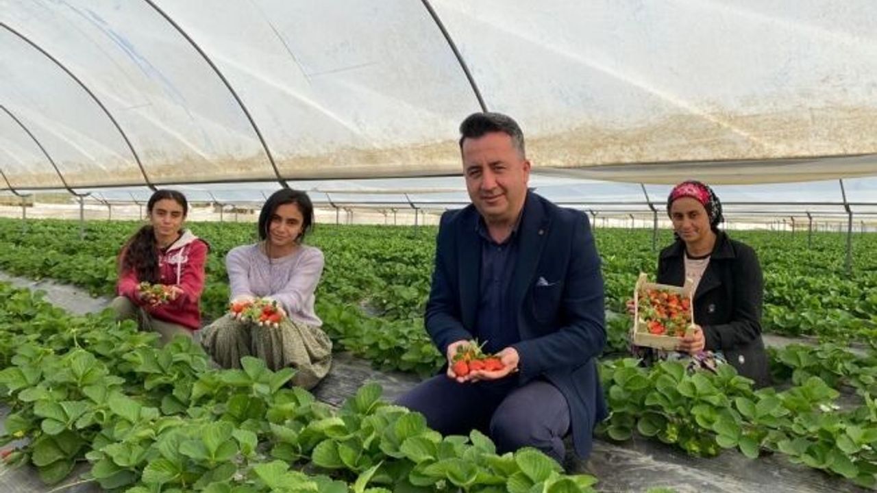Aksu’da yılın ilk çilek hasadının heyecanı başladı