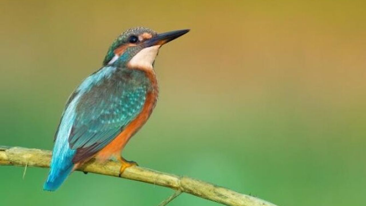 2020'de en fazla kuş türü, Antalya'da gözlendi