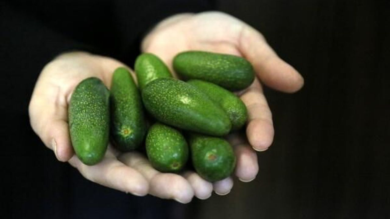 'Baby' avokado, sadece mini olduğu için daha pahalı