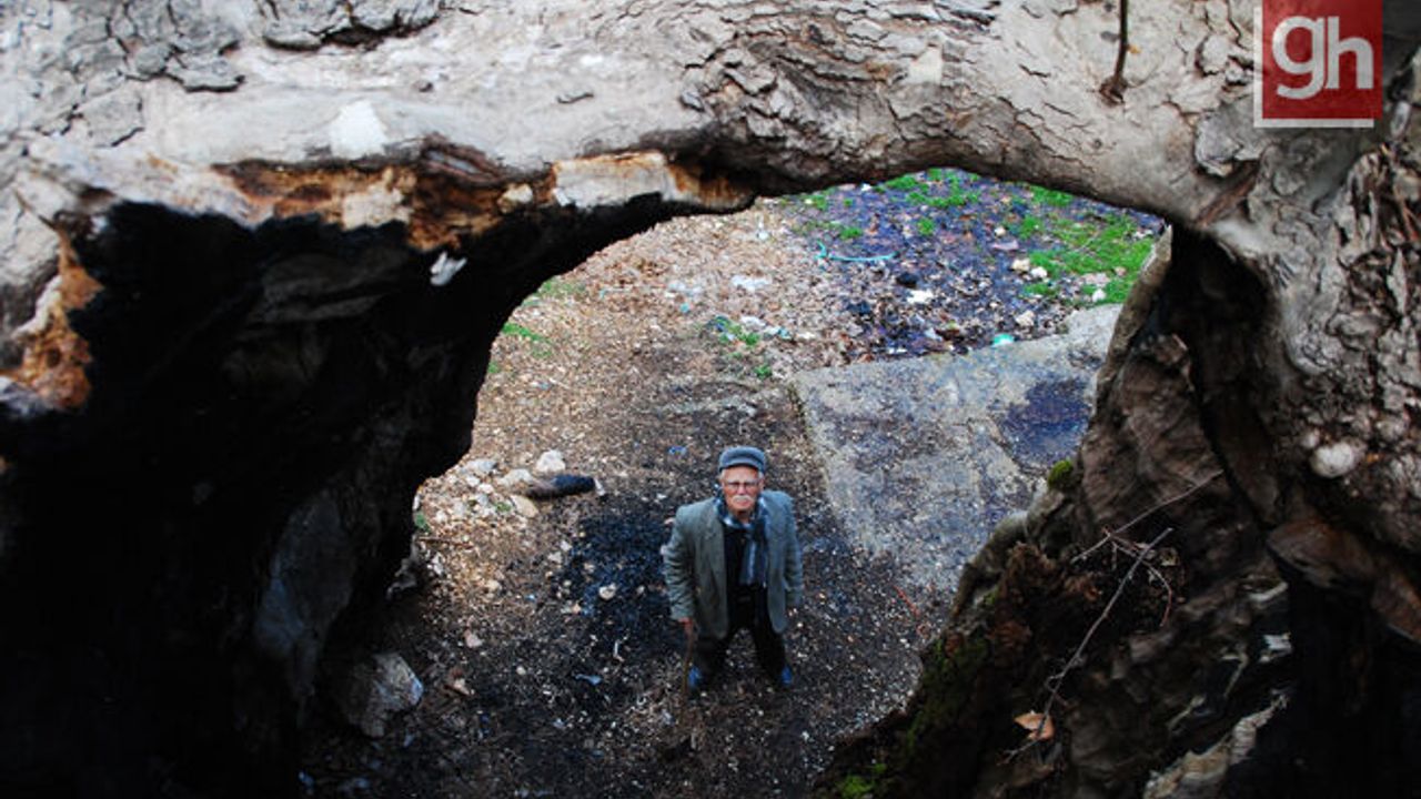 Yıllara meydan okuyan 700 yıllık çınar