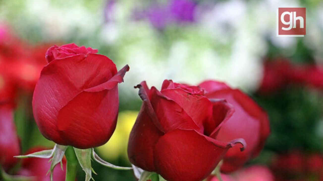 14 Şubat çiçekçileri güldürdü!