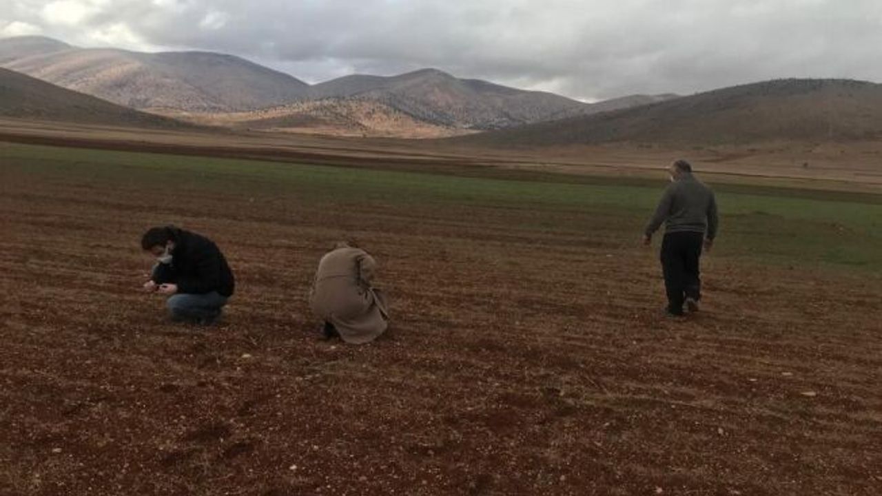Hububat alanlarında hastalık takibi ve kuraklık incelemesi