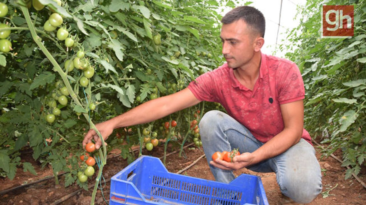 Üreticiden 13 TL’ye çıkan kokteyl domates marketlerde 23 TL’ye satılıyor
