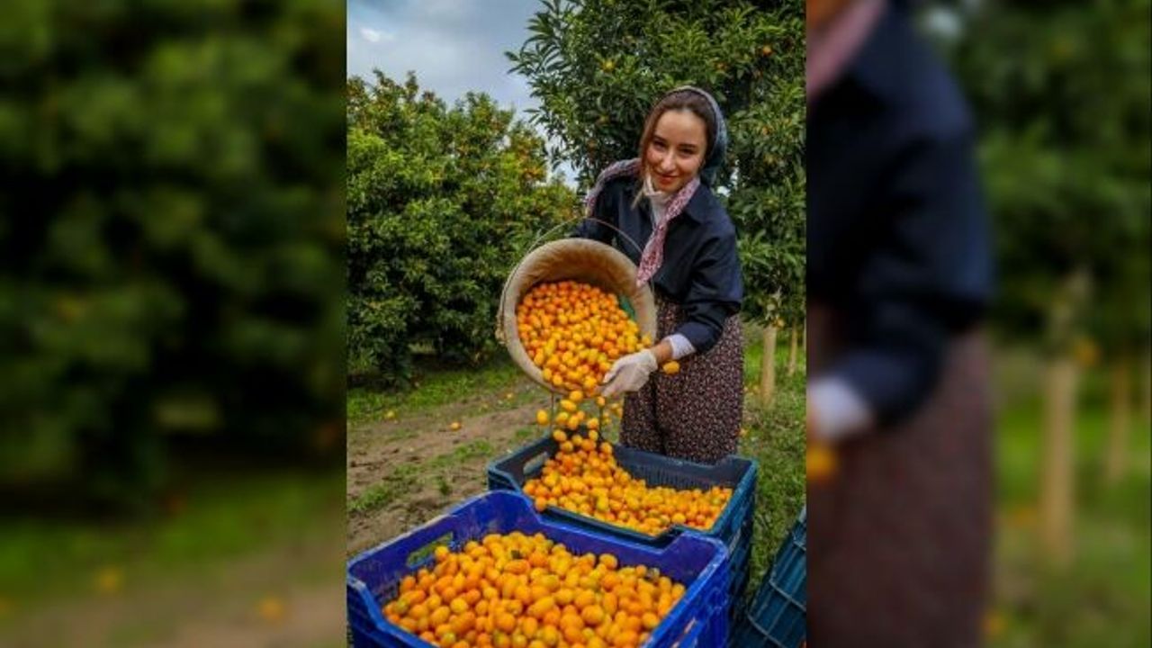 'Altın portakal' kamkat hasadı başladı