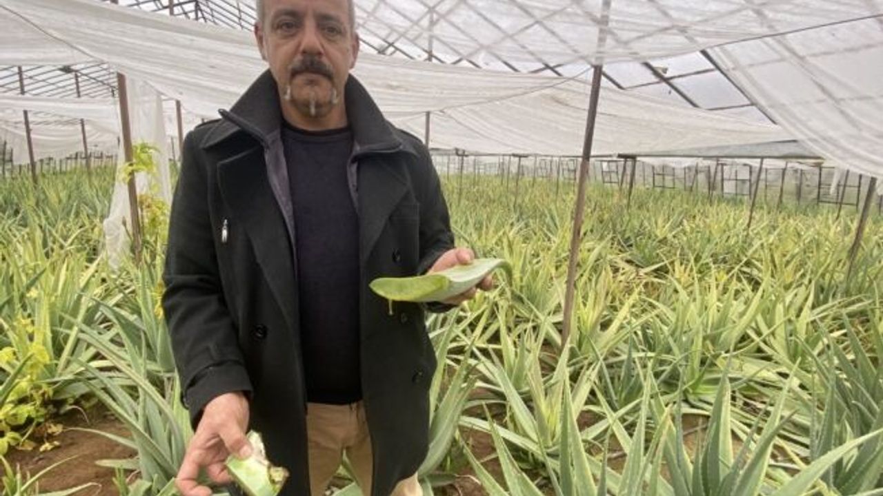 1 dekarla başladığı aloe vera üretiminde rekor  kazanç bekliyor
