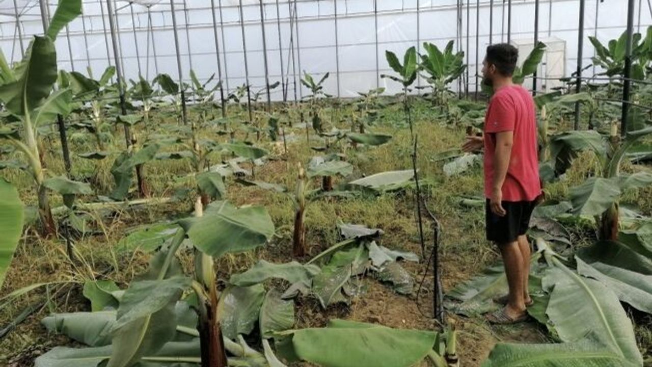 Seranın naylonlarını kesip 230 muz fidanını parçaladılar
