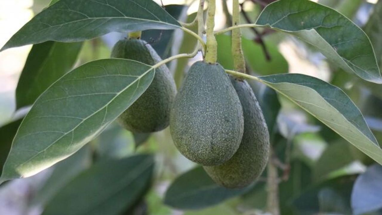 Bereketli topraklarda 12 ay boyunca üretim