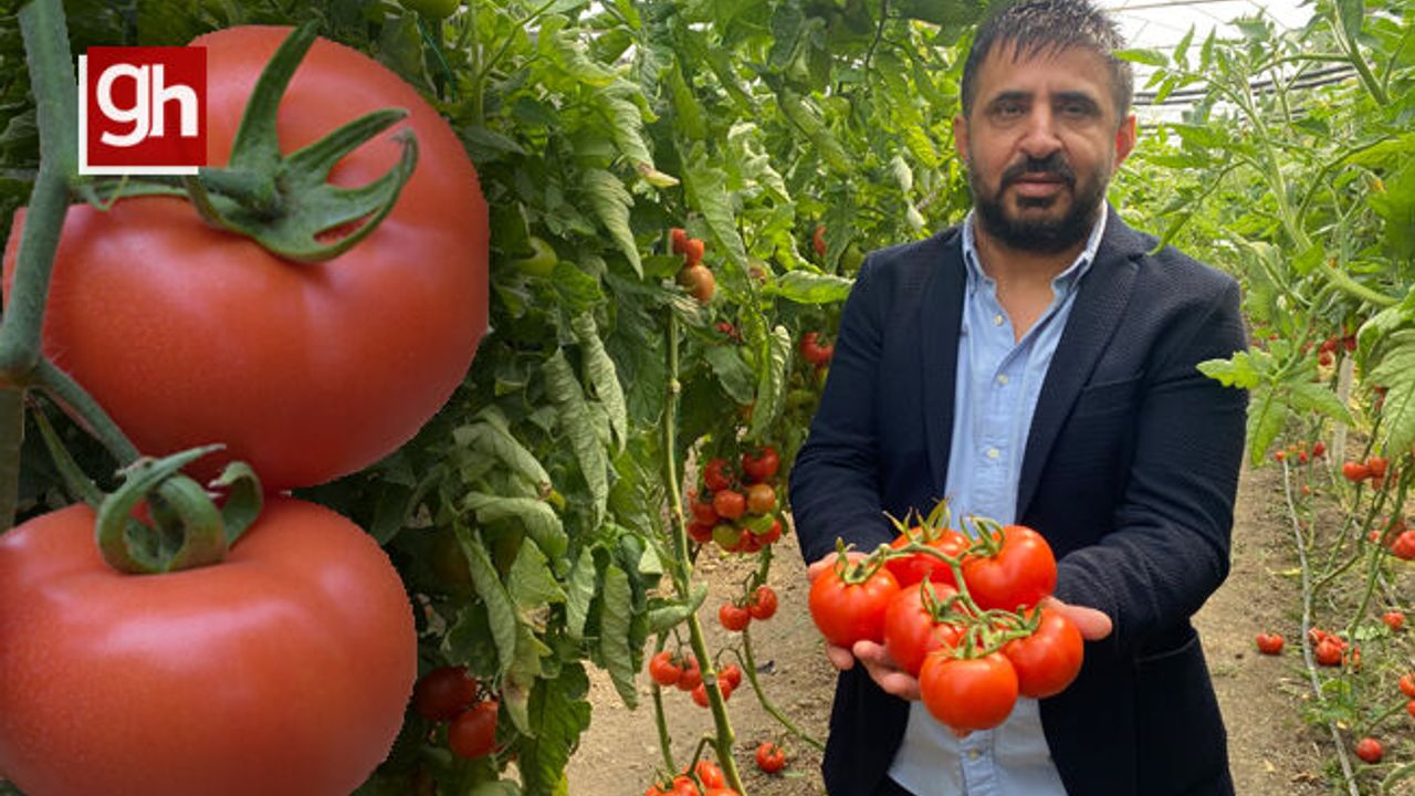 Domates çiftçisi 'tarla günü'nde buluştu