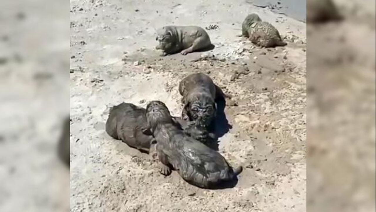 Antalya’da yavru köpeklere beton atık suyu katliamı