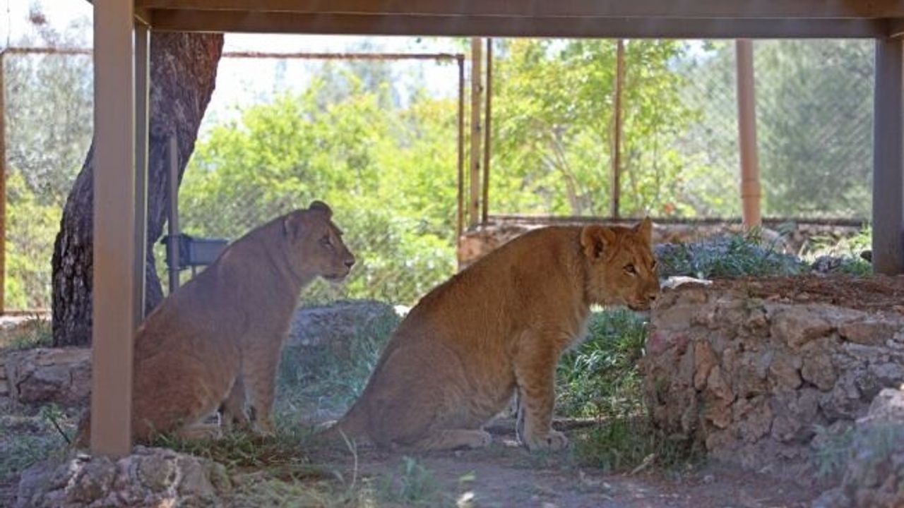 Antalya hayvanat bahçesinde ‘Zeus ile Hera’ aileye katıldı