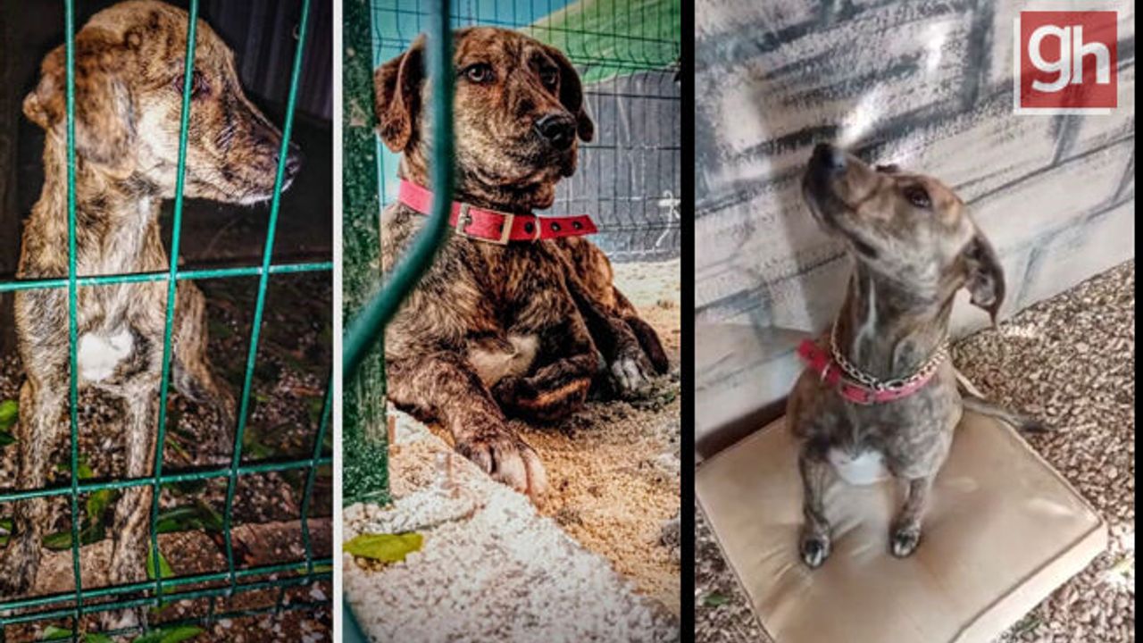 Bitkin bulduğu sokak köpeği arama kurtarmada görev alacak