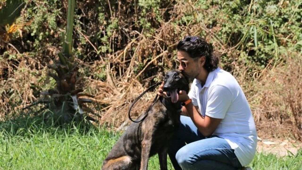 Dutch Shepherd cinsi köpek için seferber oldular