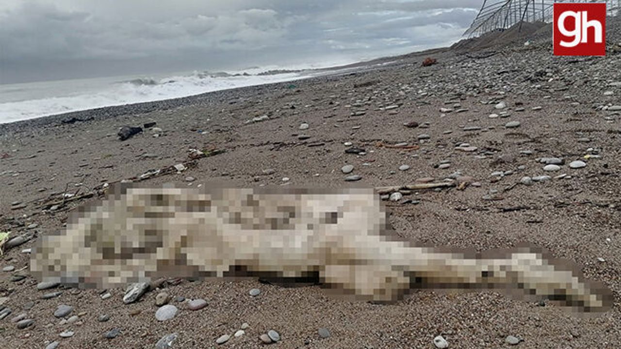 Sahilde başı ve sağ kolu olmayan çürümüş bir ceset bulundu