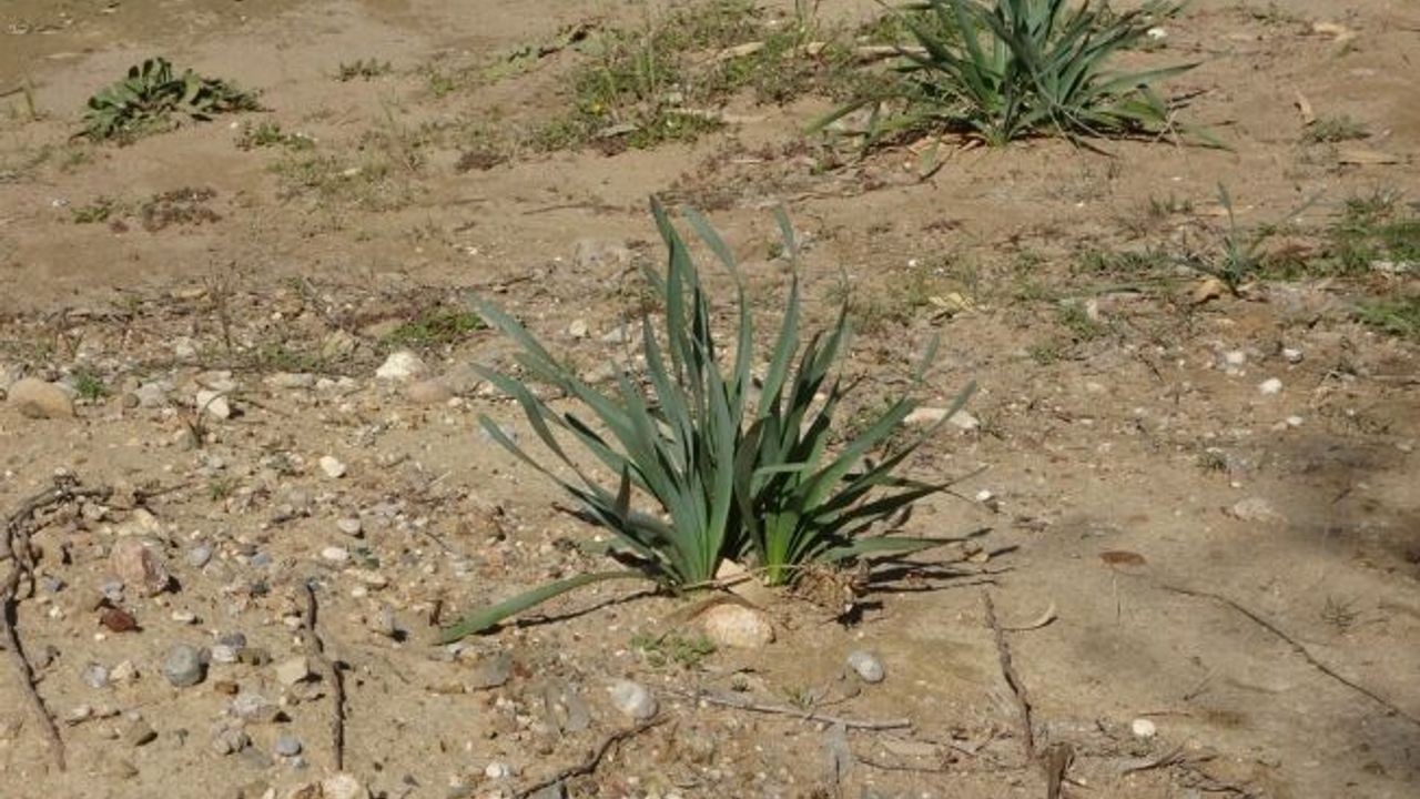Off-Road yapıp kum zambaklarına zarar veriyorlar