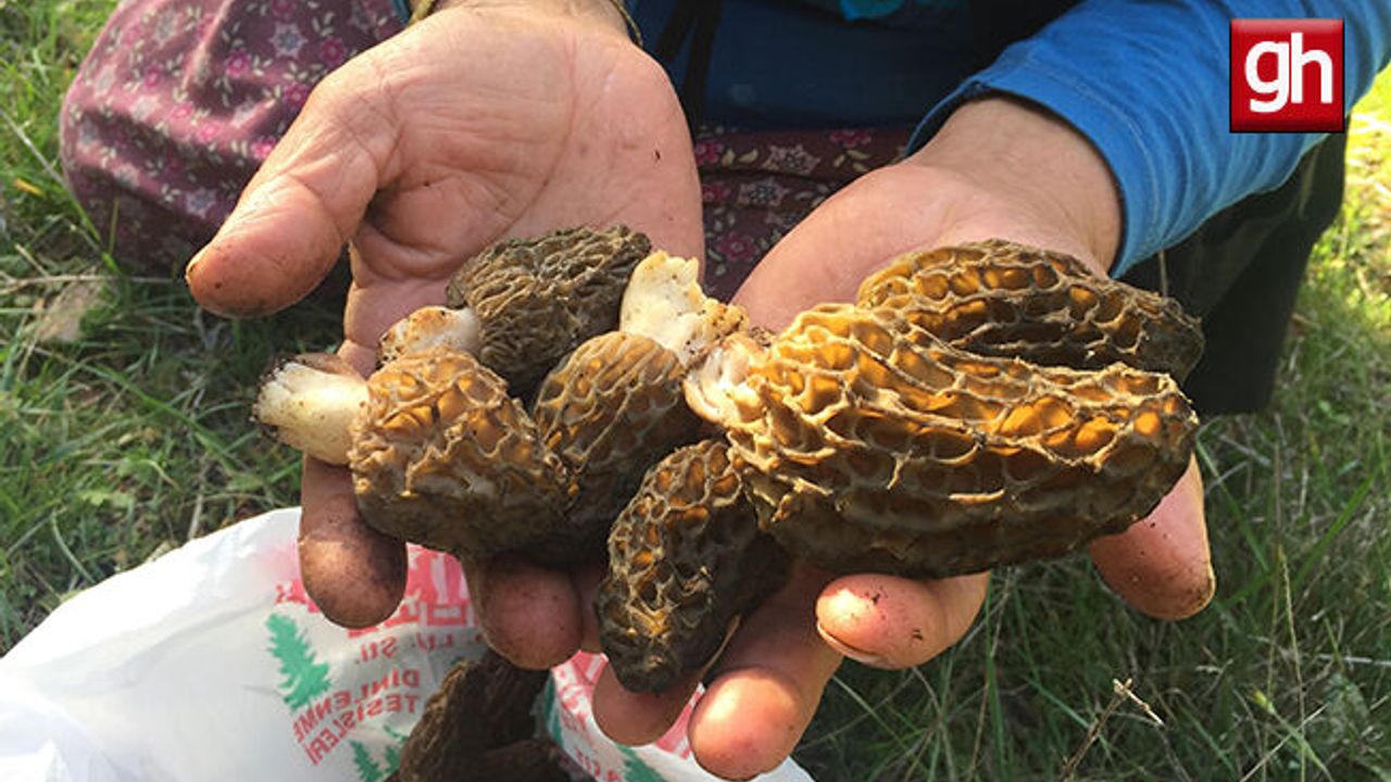 Doğada nadir bulunuyor, kilogramı 600 liradan satılıyor