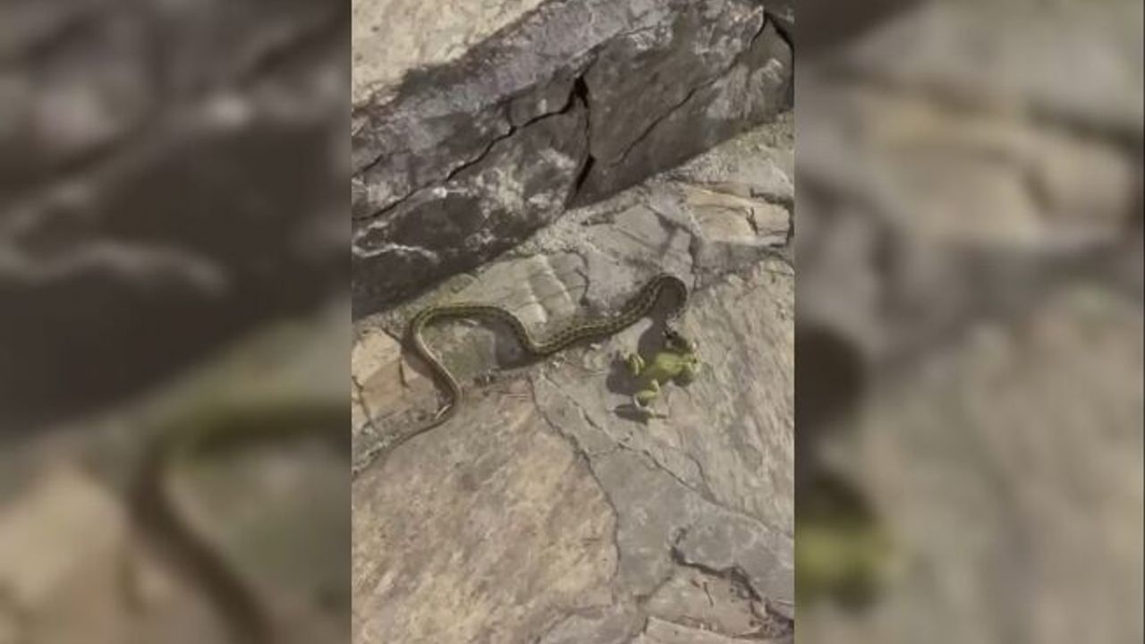 Avından ettikleri yılana gözleme ve su ikram ettiler