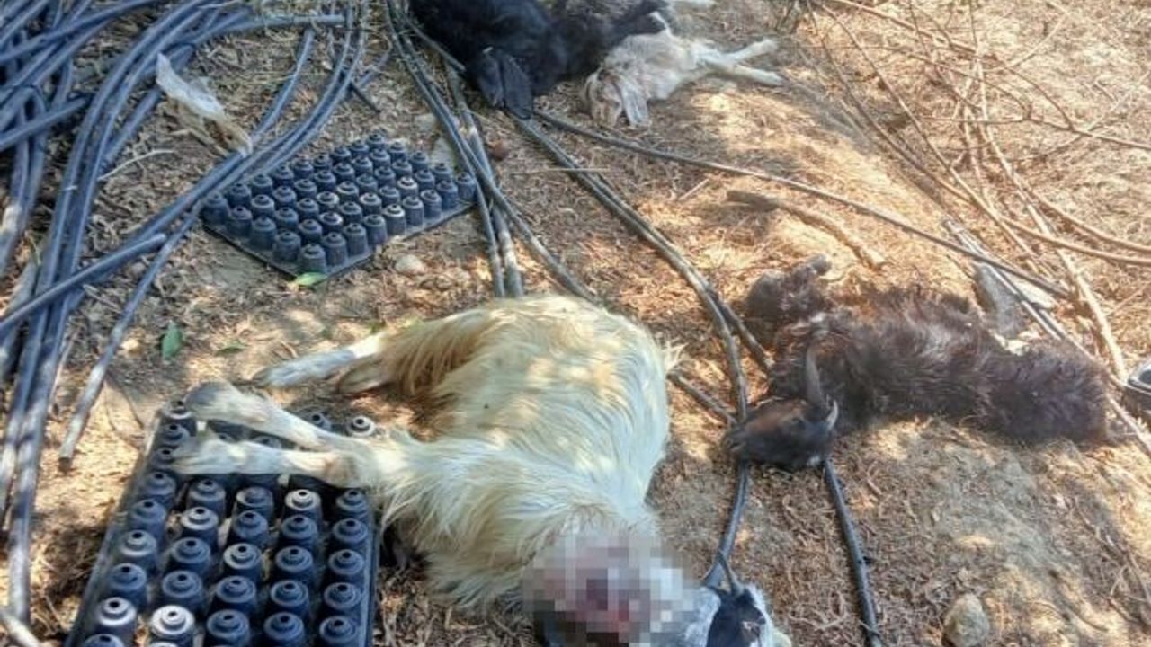Gazipaşa’da bahçeye giren kurt hayvanları telef etti