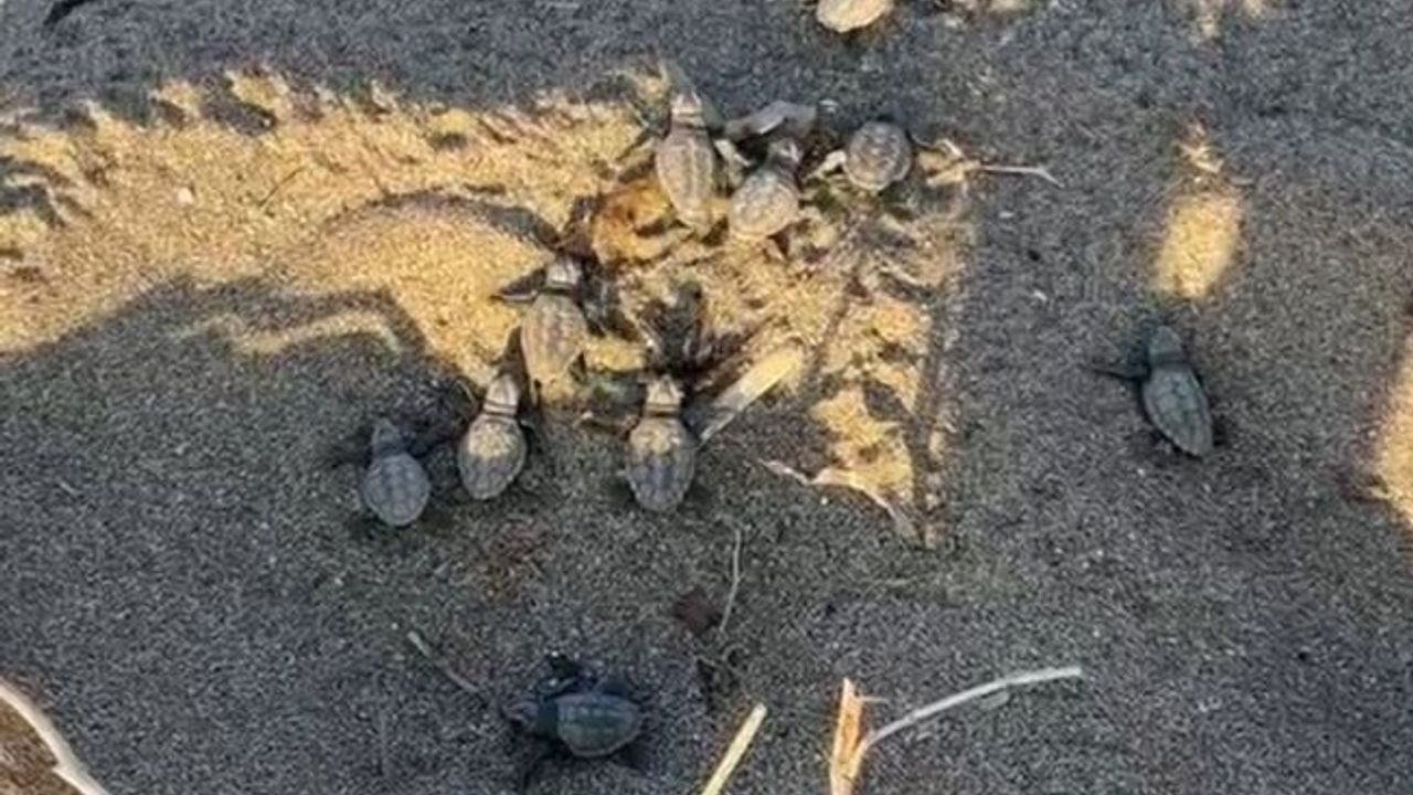 İlk yavru caretta carettalar denizle buluştu