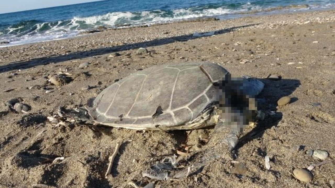 Alanya’da son bir haftada iki caretta caretta ölü bulundu
