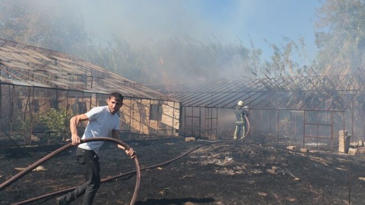 Antalya'da sazlık yangını: 3 sera zarar gördü