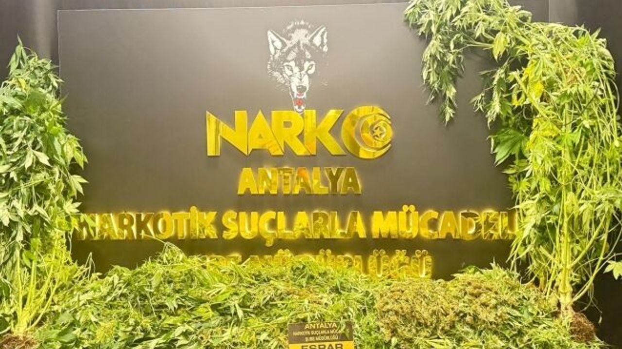 Antalya'da son 1 haftada 11 kilogram skunk ele geçirildi