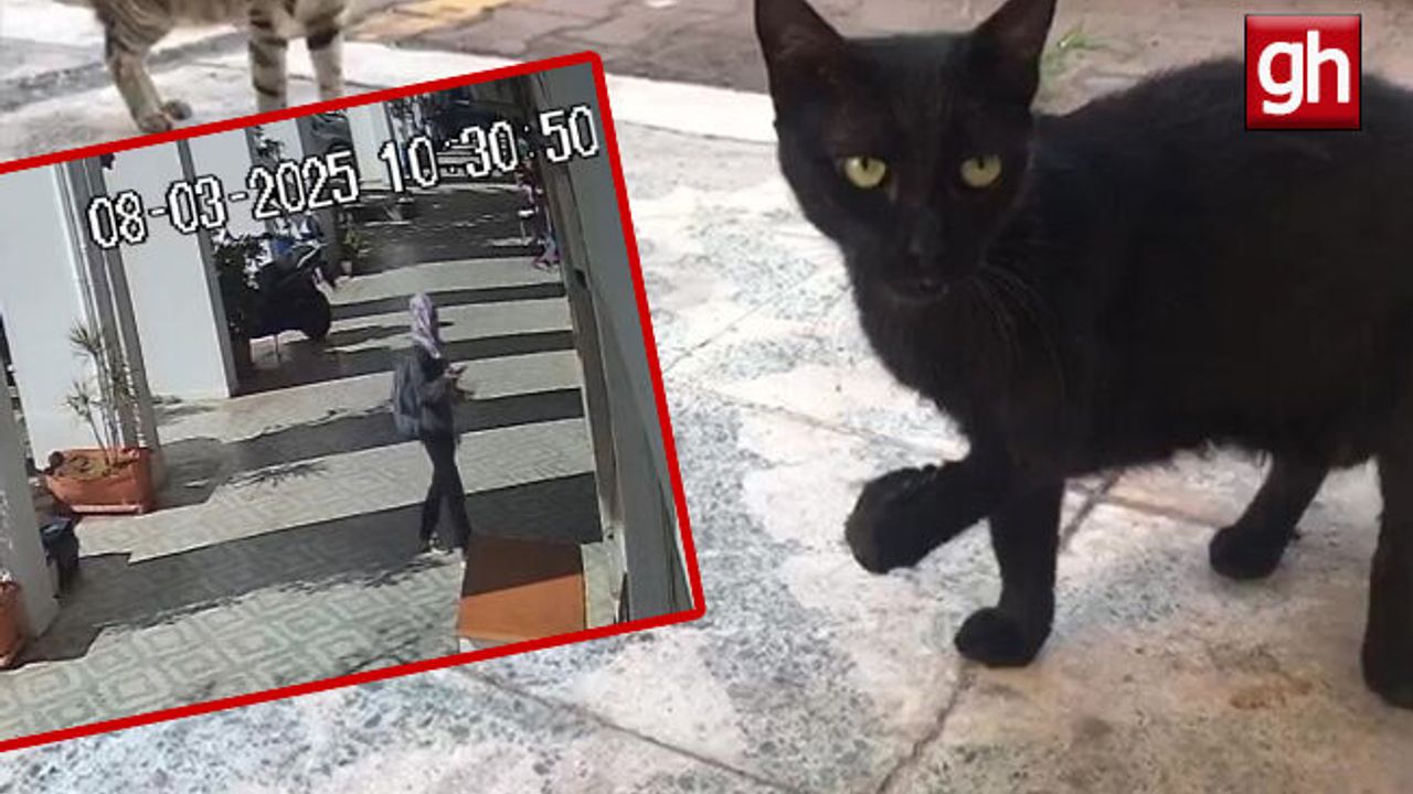 Kediyi götüren genç kadın veterinerlik öğrencisi çıktı!