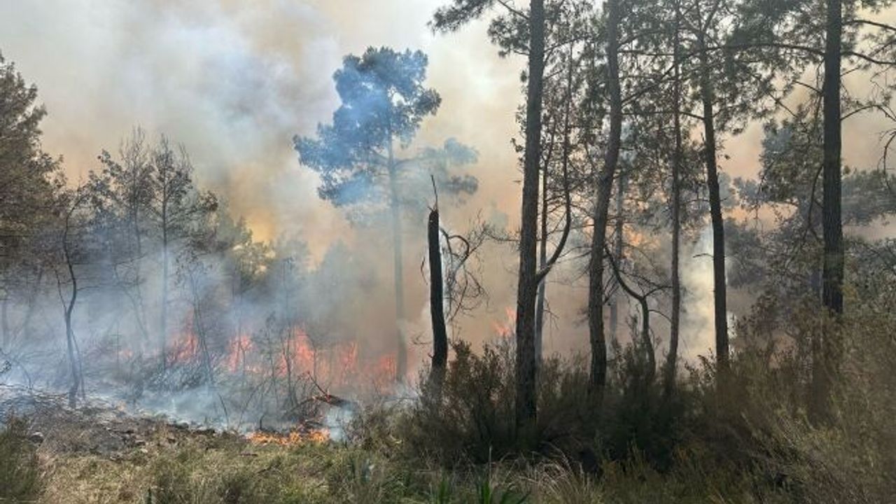 Kemer'de 2 hektarlık alan zarar gördü