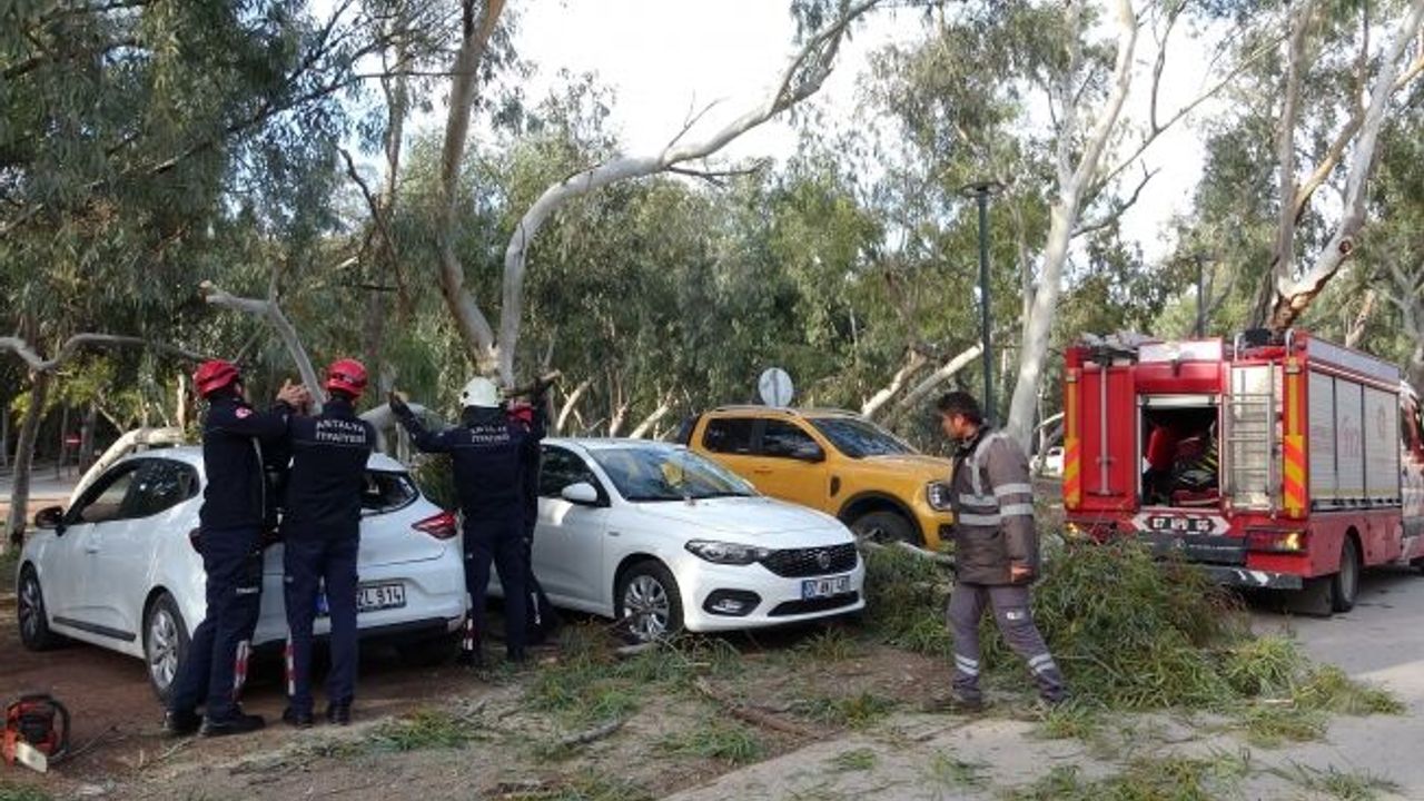 Rüzgar nedeniyle devrilen ağaç iki otomobile zarar verdi