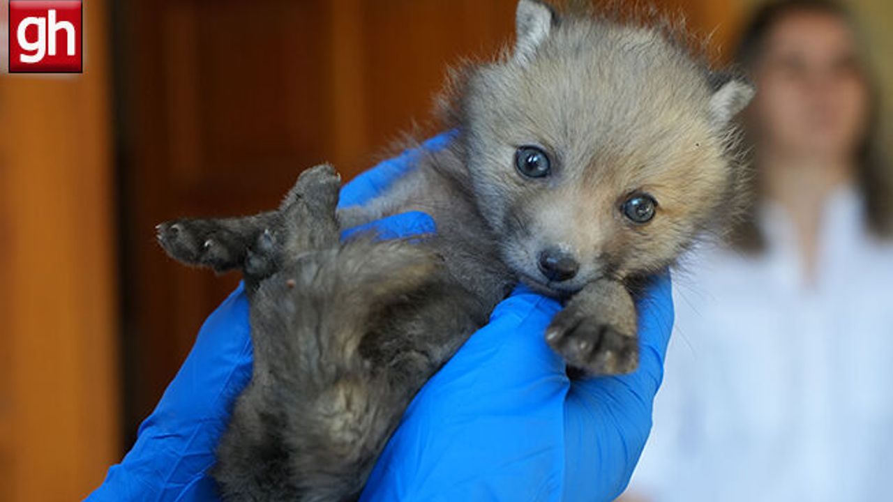 Minik Sincap Alex’in Yürek Isıtan Hikayesi"