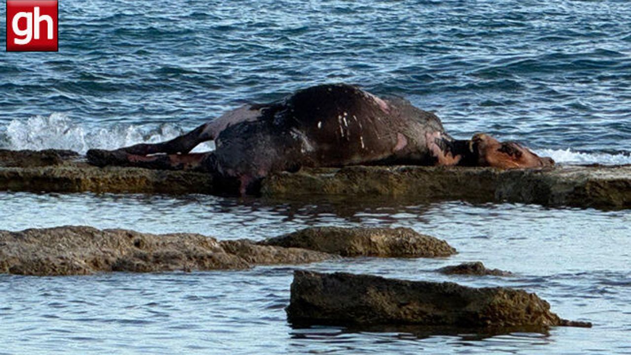 Antalya'da denizin ortasında görenler gözlerine inanamadı!
