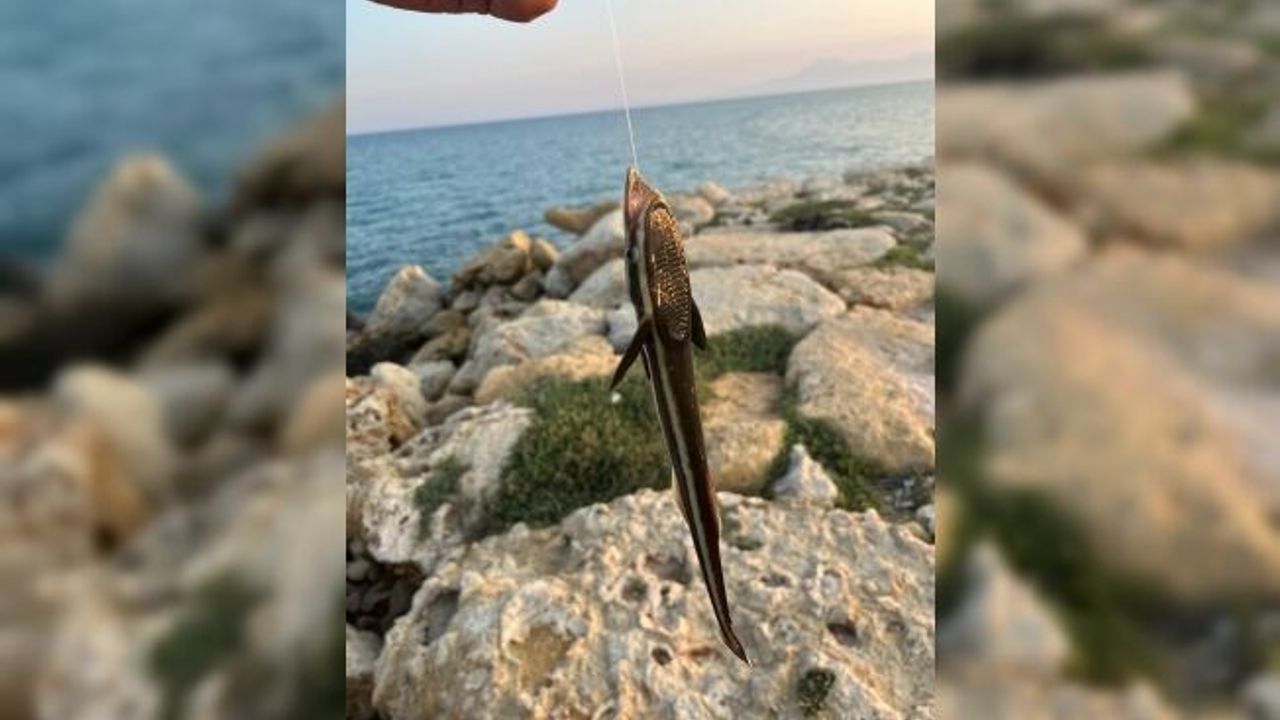  Antalya'da vantuzlu ‘remora' balığı şaşkınlığı