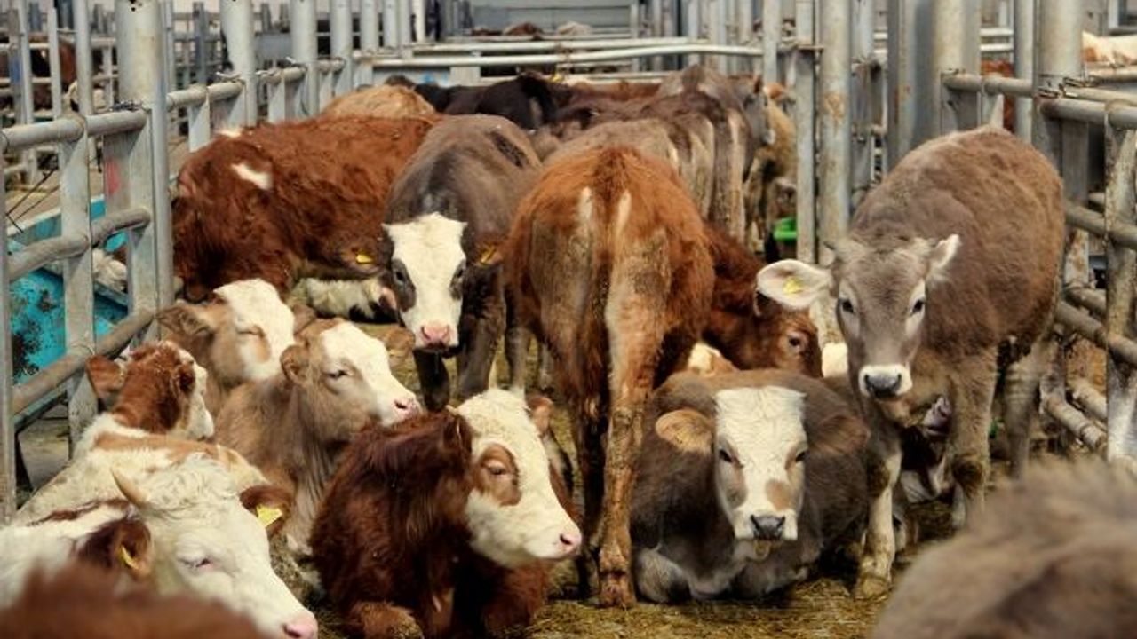  Isparta'da şap hastalığı nedeniyle 3 köyde hayvan giriş çıkışları geçici olarak yasaklandı