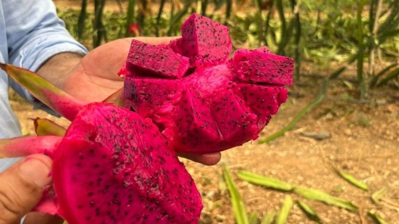 Alanya'da ejder meyvesi hasadı başladı, kilosu 200 TL'yi buluyor