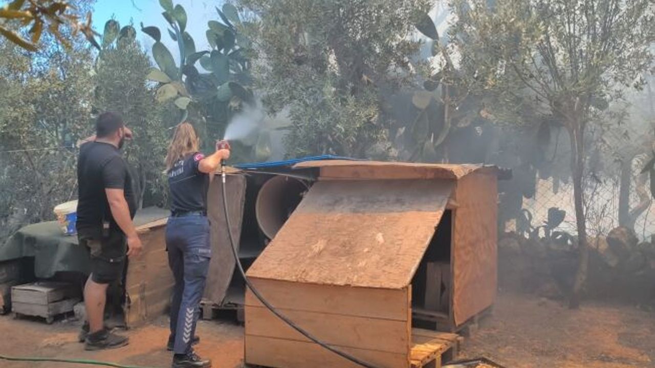 Farklı noktalarda çıkan otluk ve ağaçlık yangını evlere birkaç metre kala söndürüldü