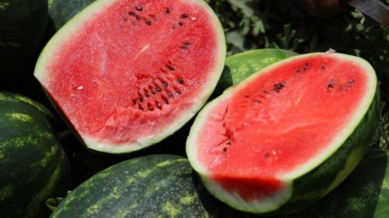  Tarladaki karpuz için öneri: "Belediyeler hasat edip ücretsiz dağıtsın"