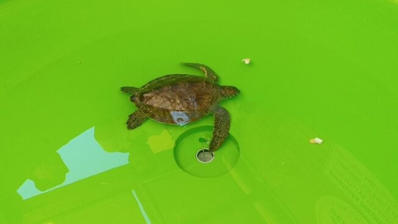 Üzerine file ve çuval dolanıp lenfleri zarar gören Yeşil Deniz Kaplumbağası kurtarıldı