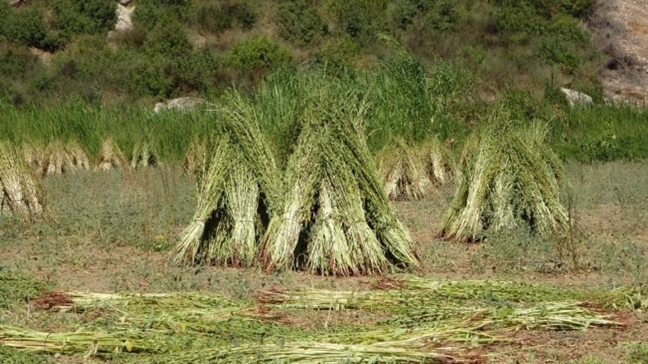 Antalya'da altın susamda hasat başladı