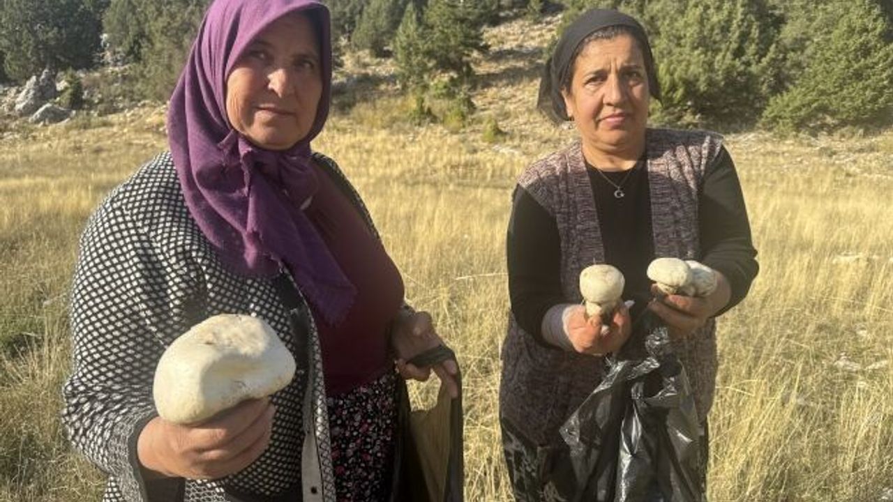  Toros'larda yağmurla birlikte mantar sezonu açıldı