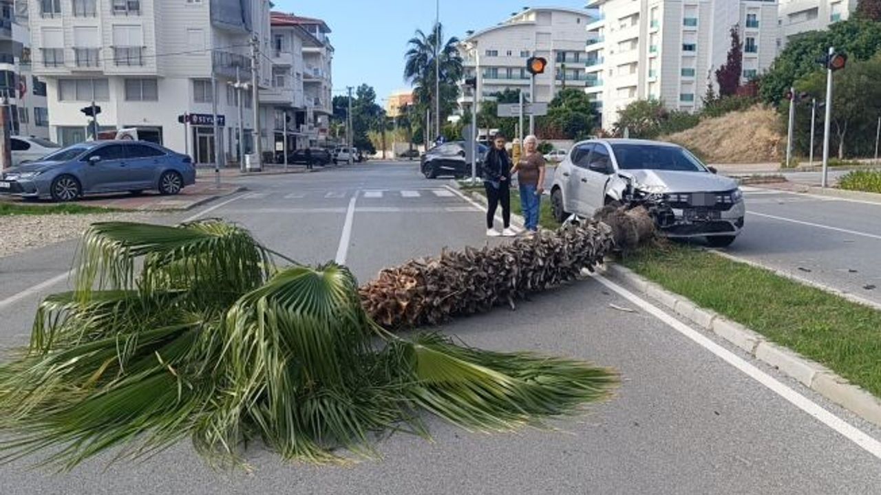 Şoförlük eğitimi yaparken refüjdeki palmiyeyi devirdi!