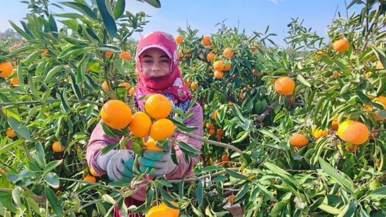 Tarım işçilerinin grevi mandalinayı dalında bıraktı!