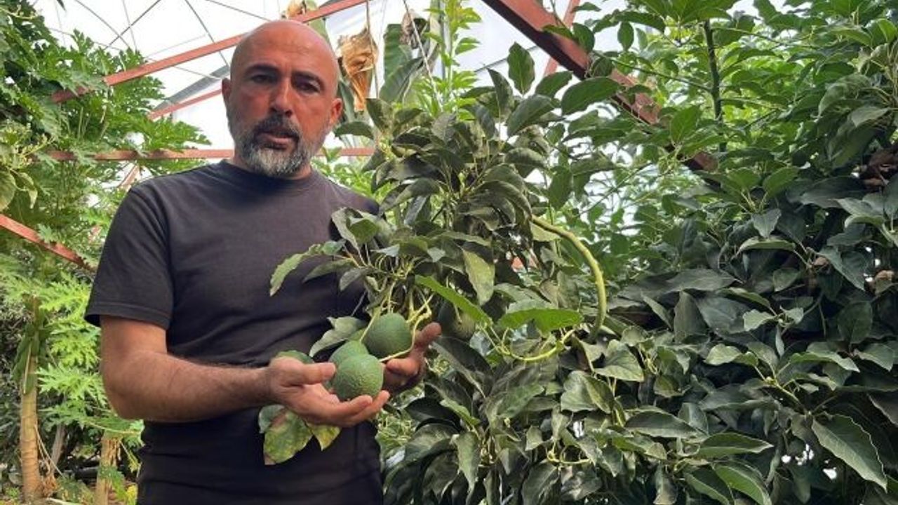 Alanya 40 bine yakın tropikal meyve üreticisiyle iç piyasa ihtiyacını karşılıyor
