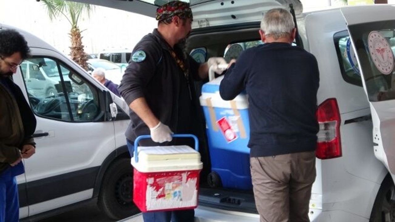  Beyin ölümü gerçekleşen hastanın karaciğer ve iki böbreği bağışlandı